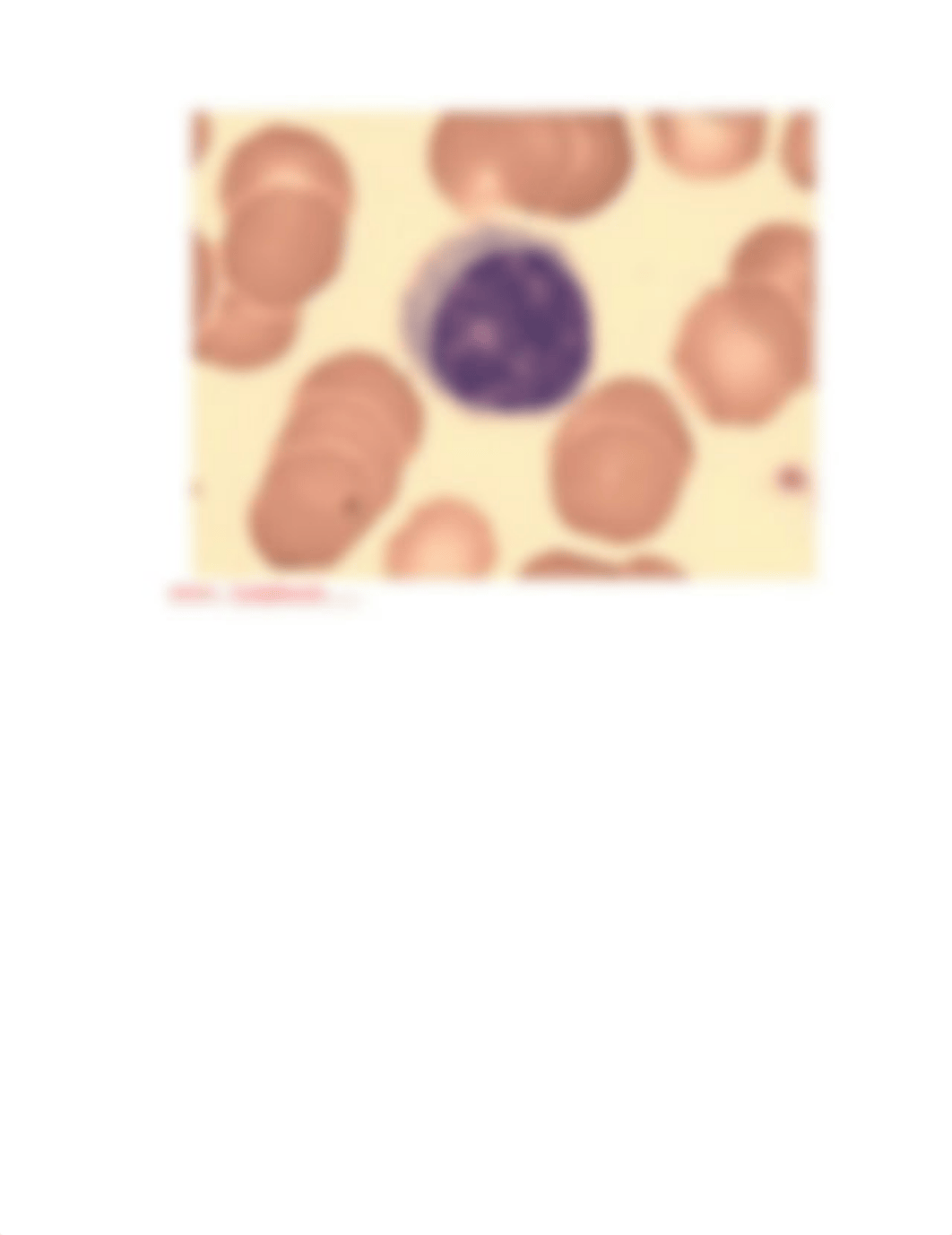 Identify the blood cell.docx_d61yuuhddpz_page3