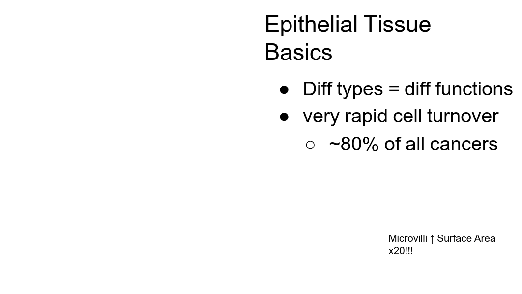 3 tissues STUDENT Anatomy BIO 239 FA2019.pdf_d624wwj1uqv_page4