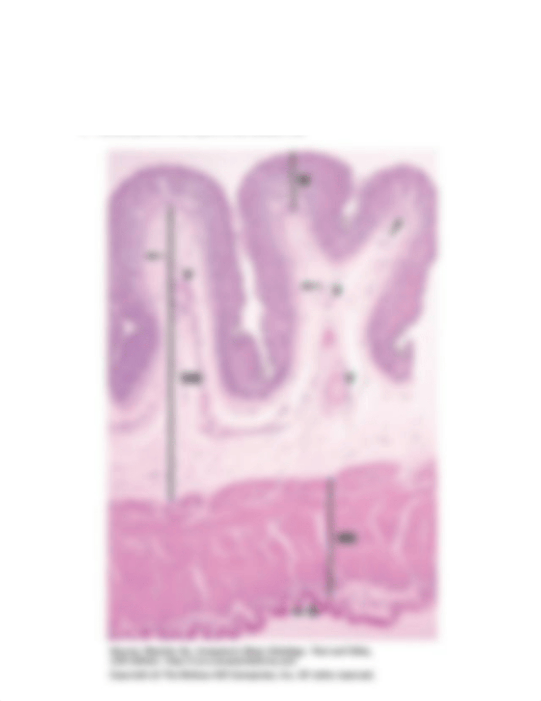 Histology of the Digestive System s20 (1).pdf_d62dbue0yko_page4