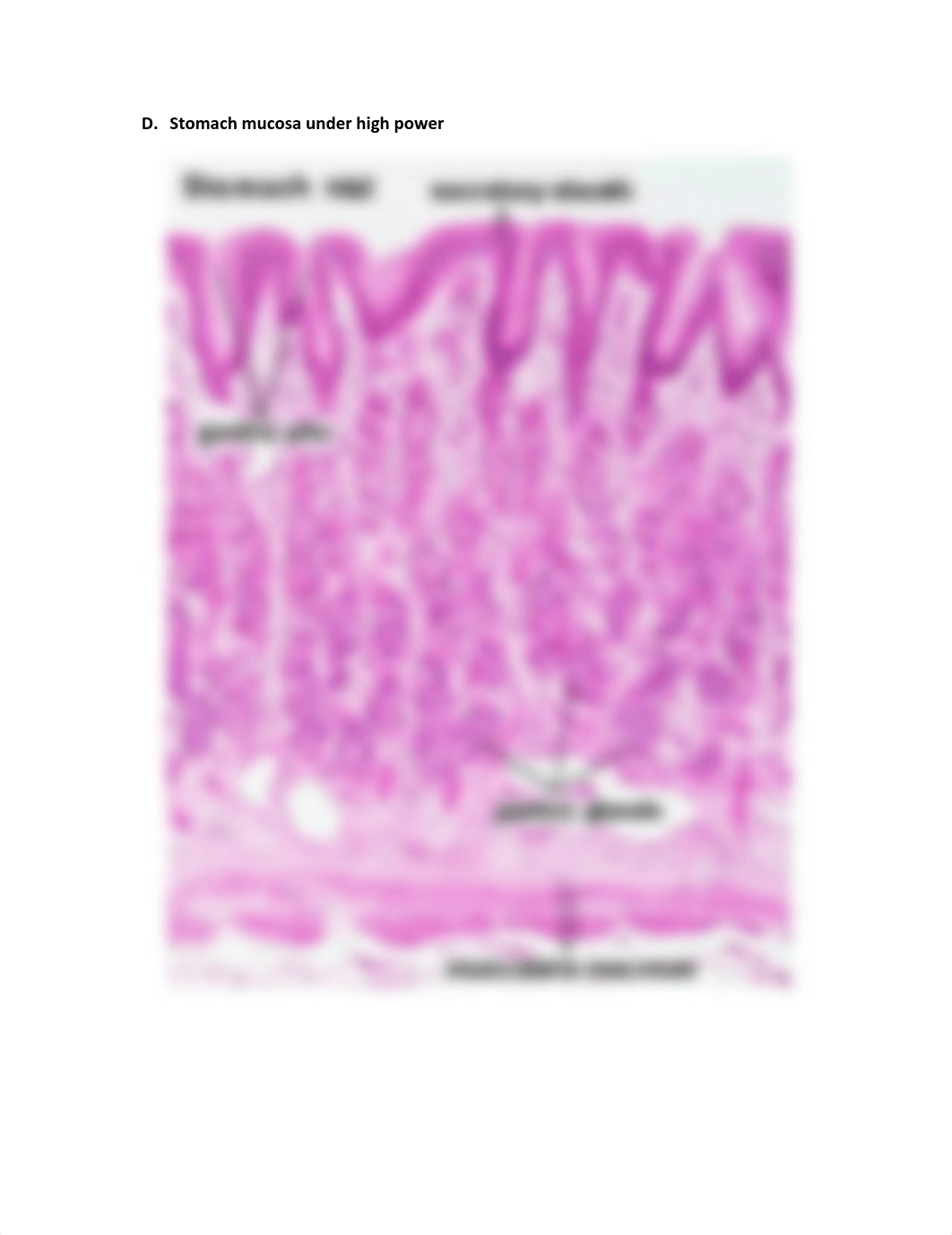 Histology of the Digestive System s20 (1).pdf_d62dbue0yko_page5