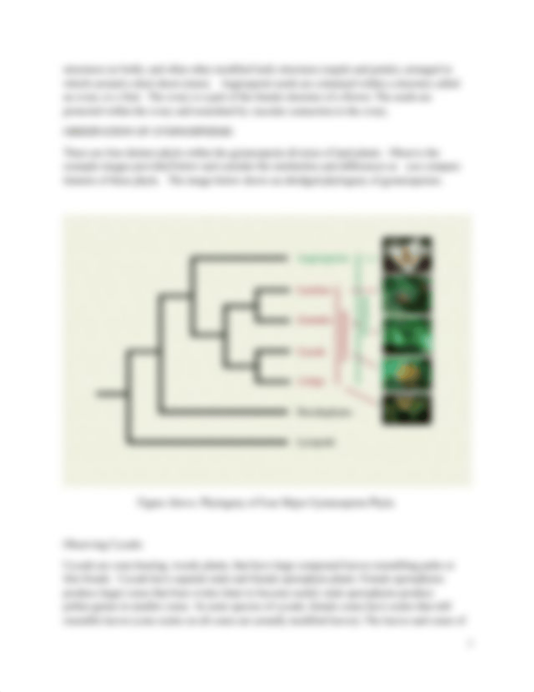 Bio 102, Lab 4C, Seed Plants.docx_d640dtmx1dx_page3