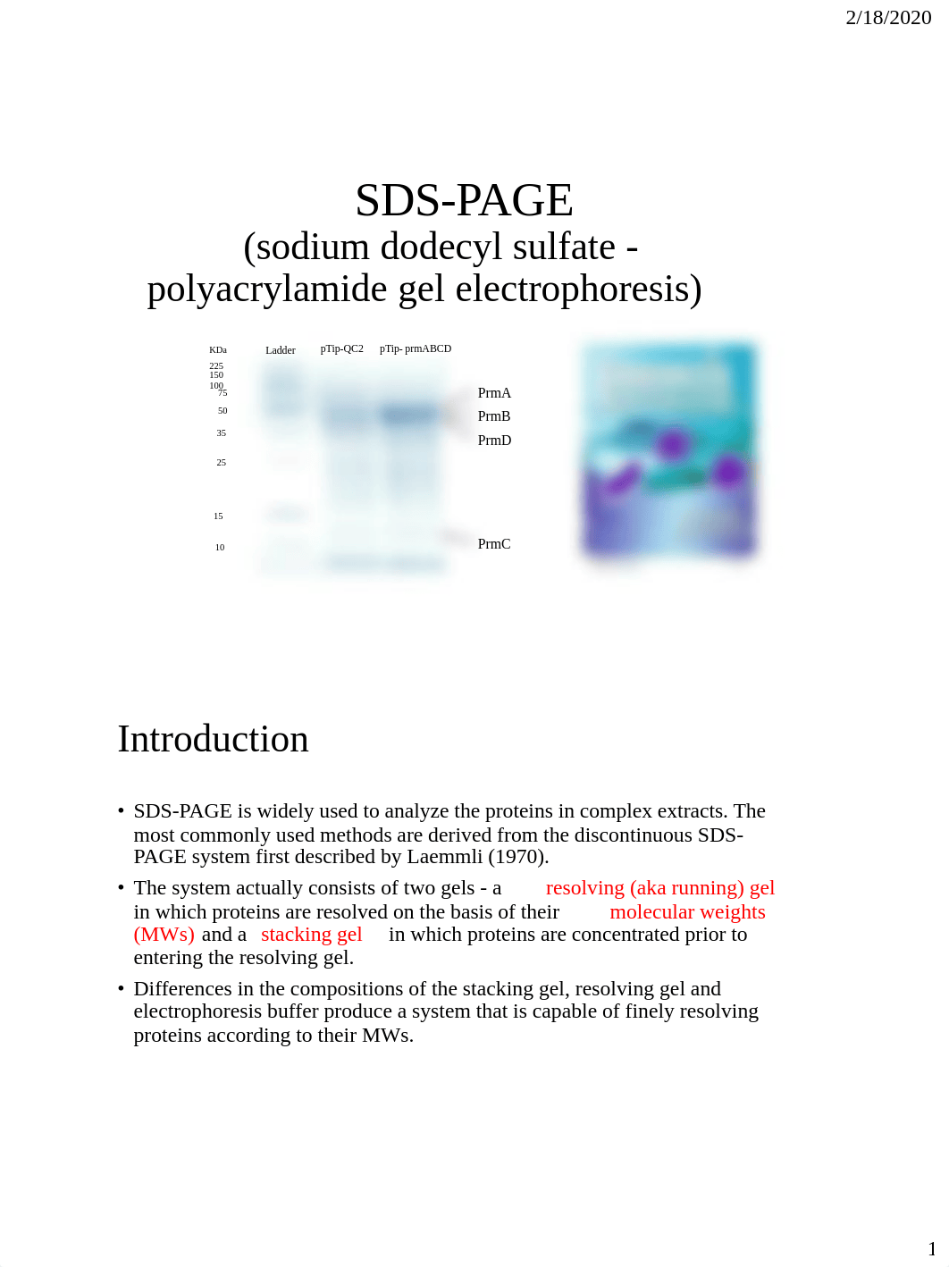 Lab 4 SDS-PAGE.pdf_d648s8ugupa_page1