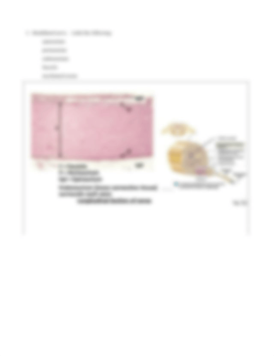 Lab HW 9 Spinal Cord.pdf_d64r9jqqonu_page2