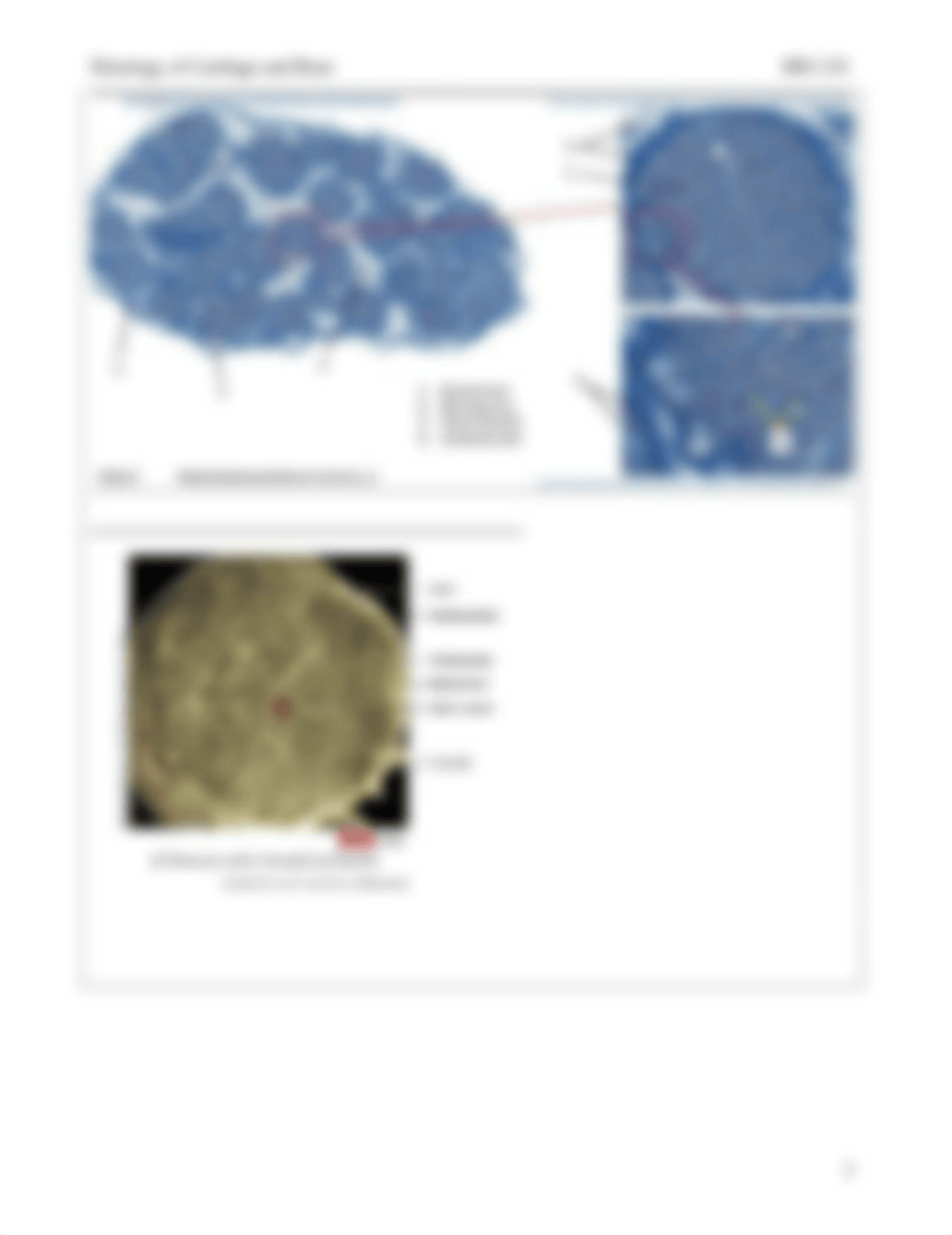 Lab HW 9 Spinal Cord.pdf_d64r9jqqonu_page3