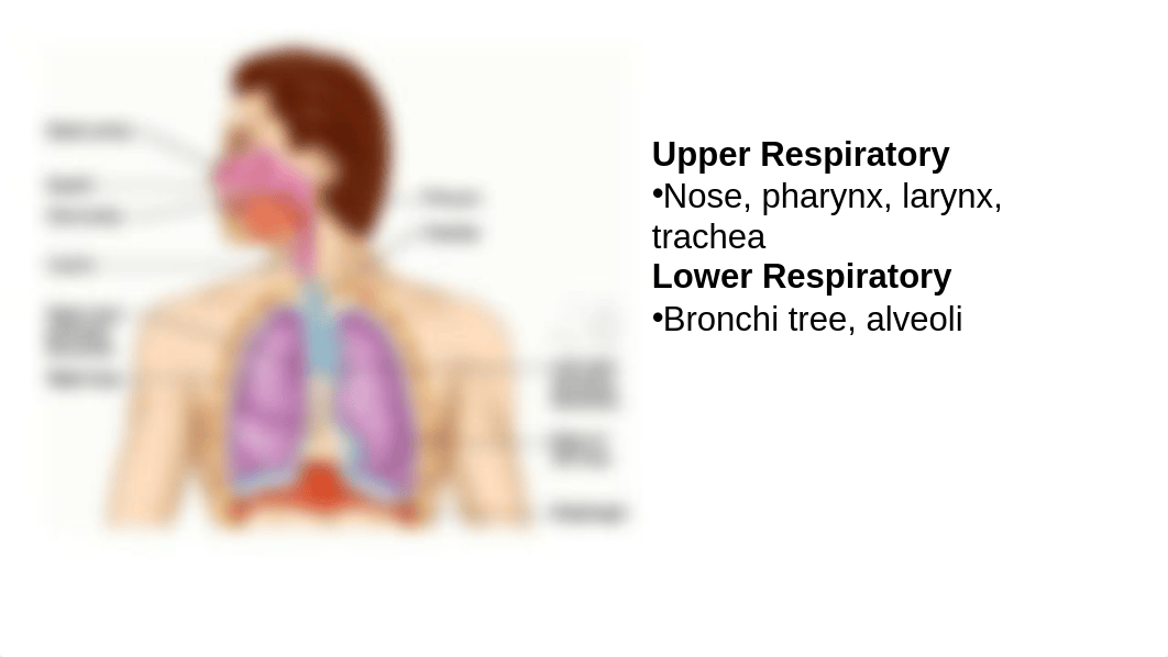 6AUDIO2020ModifiedRespiratory (1).ppt_d654pjmpxed_page4