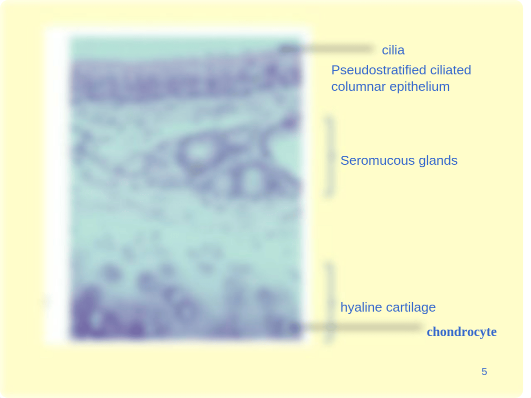 Respiratory System LAB PPT._d658hntrfb3_page5