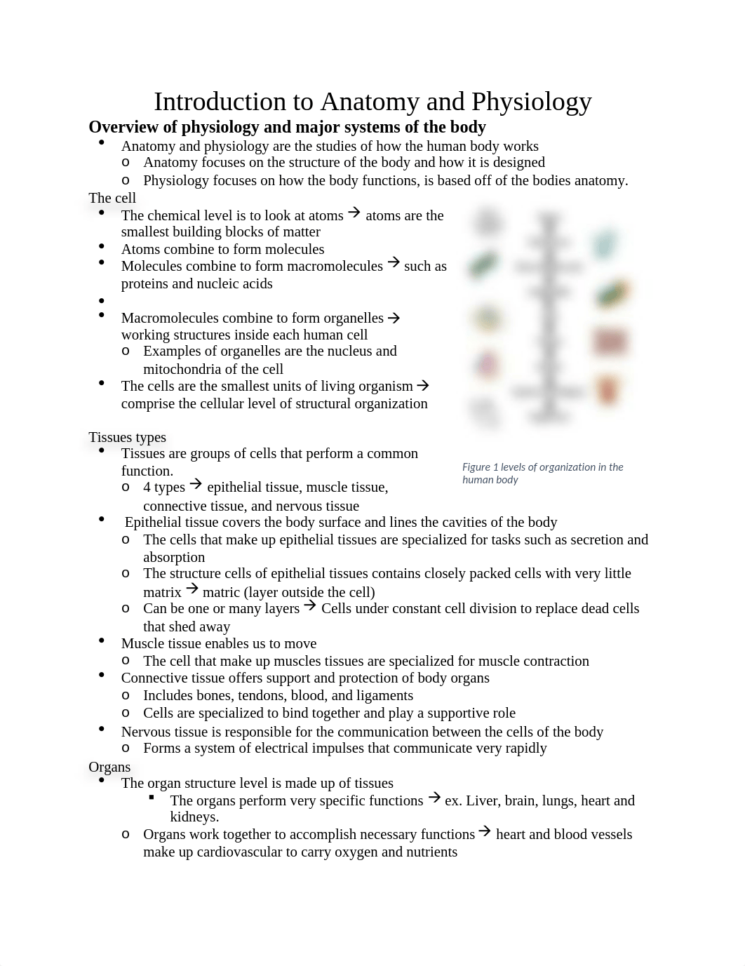 1 - Introduction to Anatomy and Physiology.docx_d65mmiwmcvu_page1