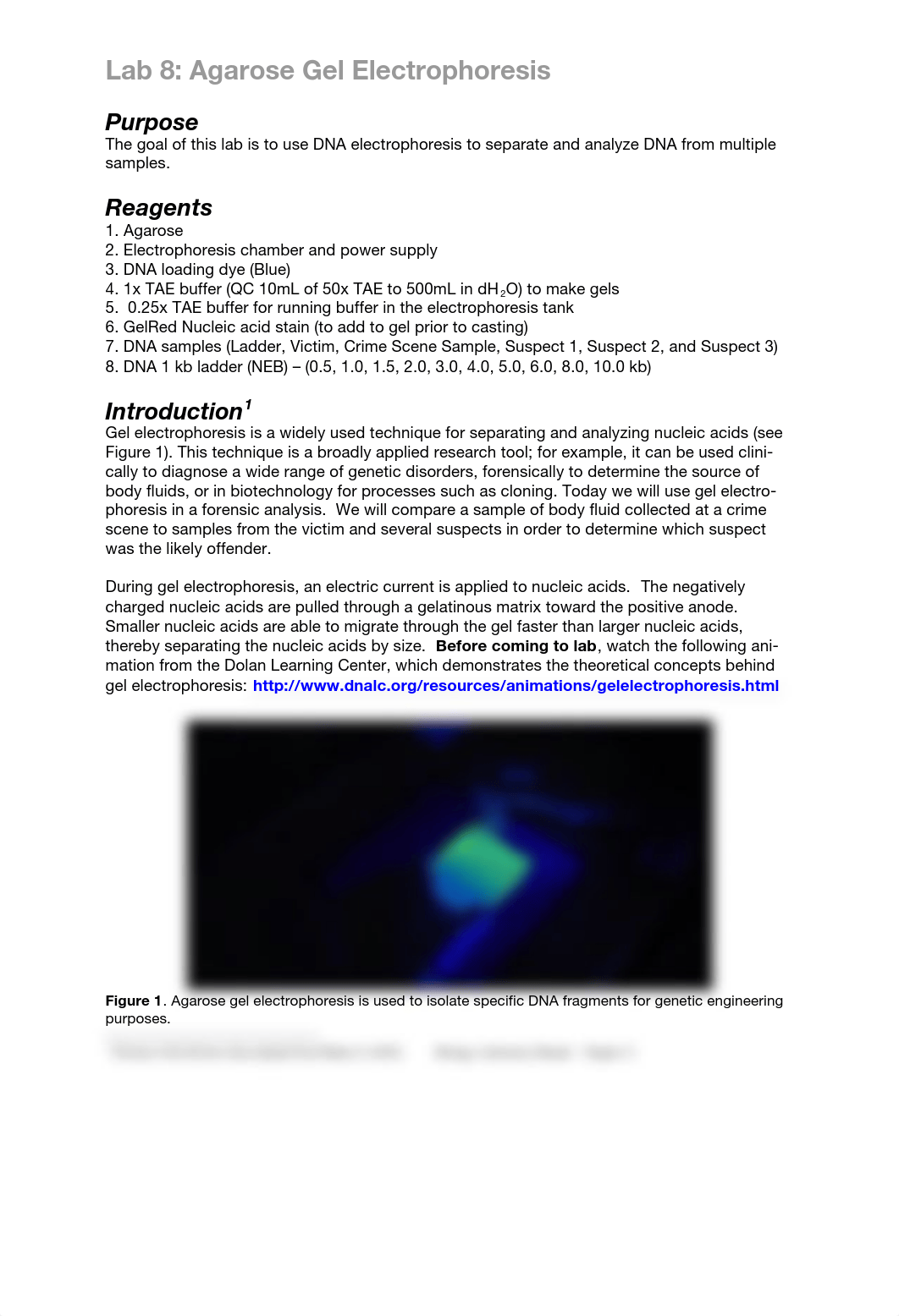 Lab 8 DNA electrophoresis_d65u9ap5k3c_page1