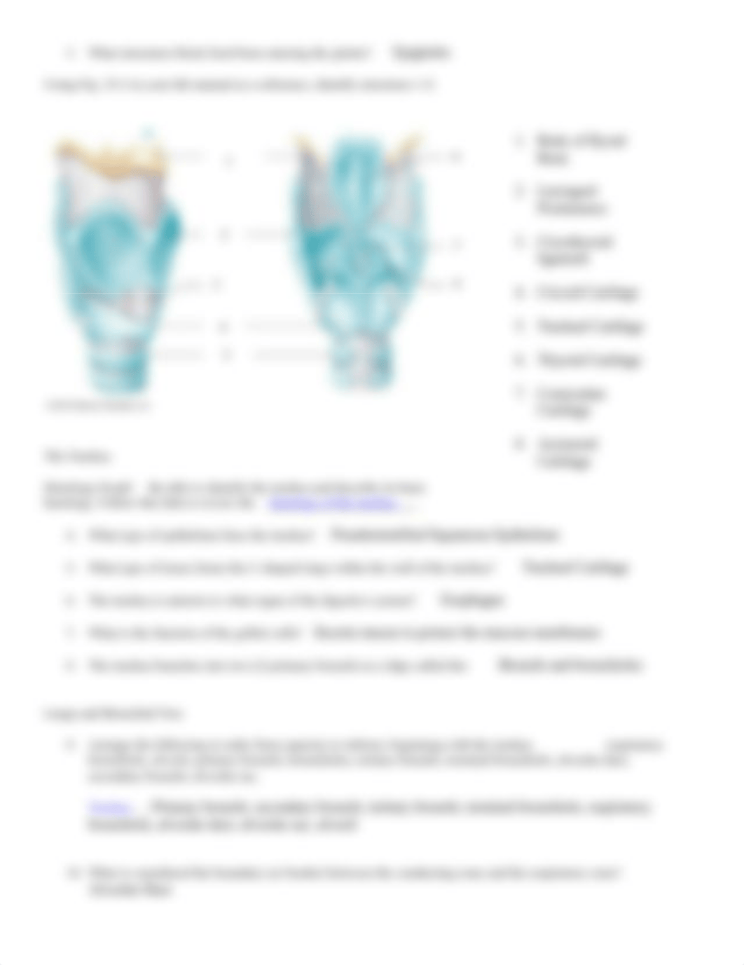 Bio 110 Online Anatomy of the Respiratory System.doc_d65x56416ao_page2