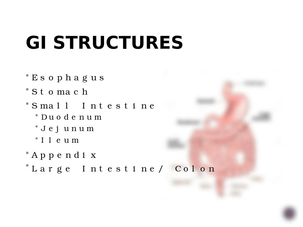 Abdomen Slides.pptx_d66wdgkuqur_page5