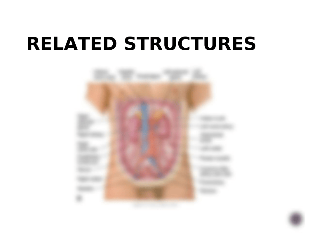 Abdomen Slides.pptx_d66wdgkuqur_page3