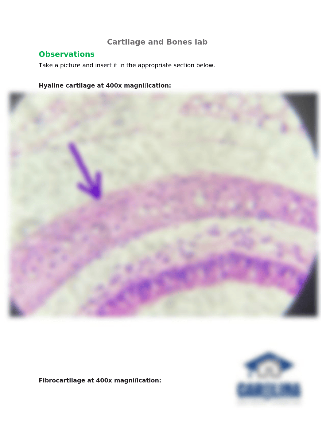 HISTOLOGY BONE ANSWER SHEET.docx_d66xan5l60d_page1