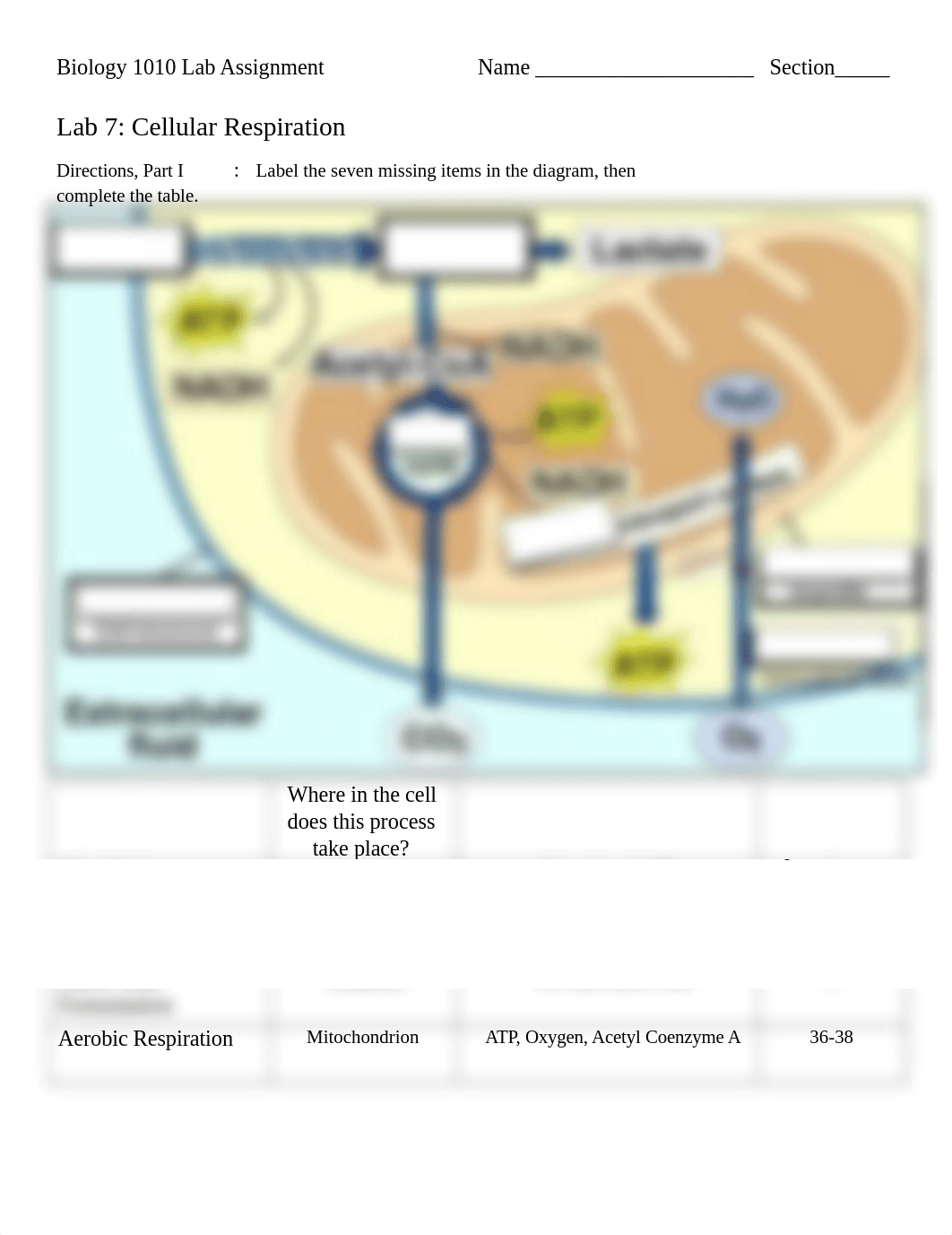 BIOL 1010 Cell Respiration Assignment (1).docx_d66ycmfml0r_page1