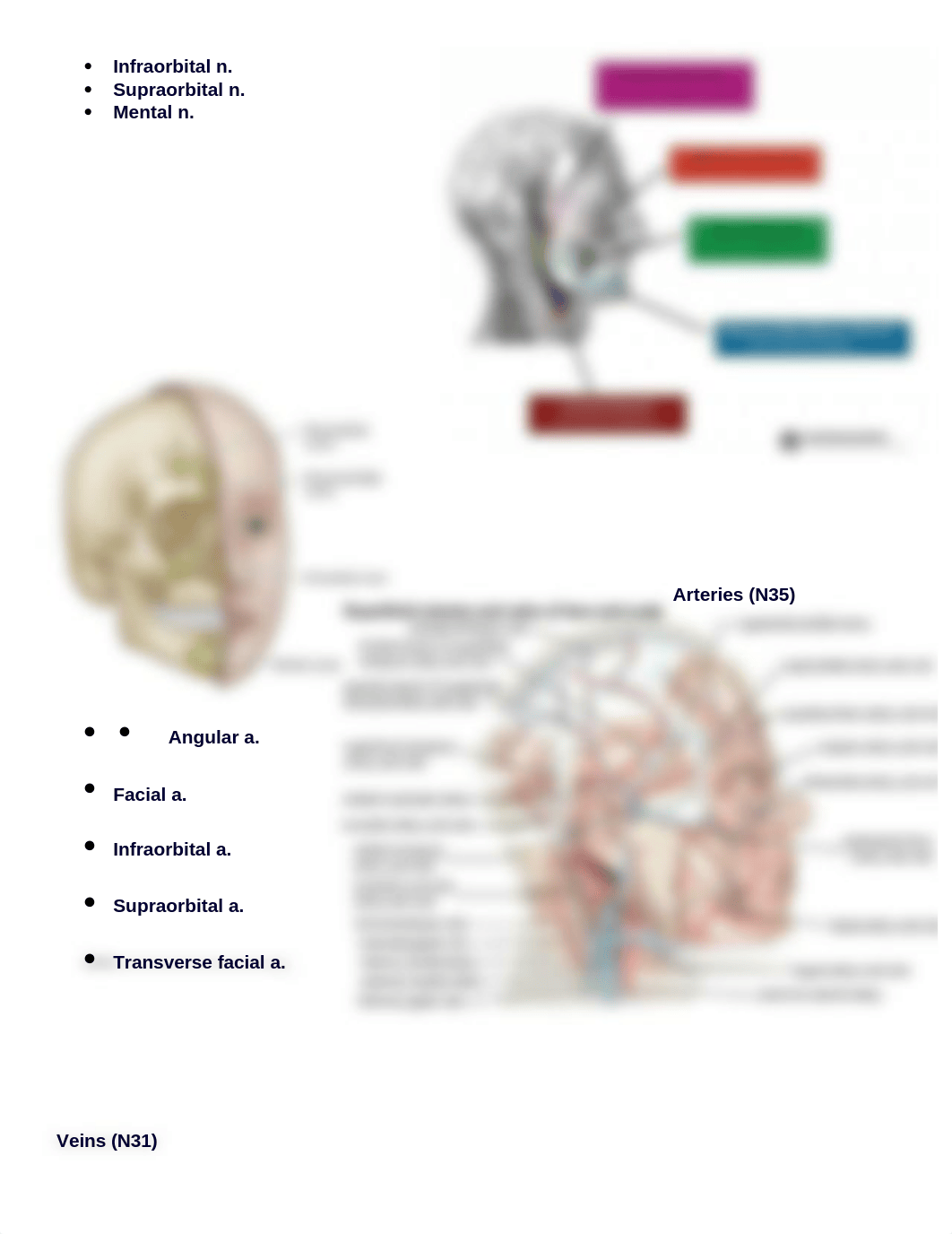 Head Neck Skull Checklist.docx_d679zfdxgj6_page4