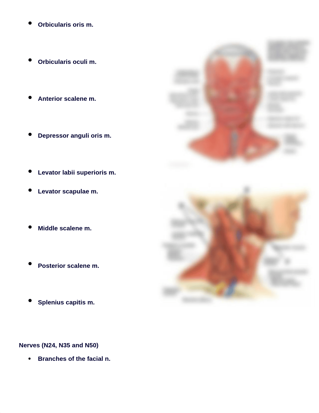 Head Neck Skull Checklist.docx_d679zfdxgj6_page3