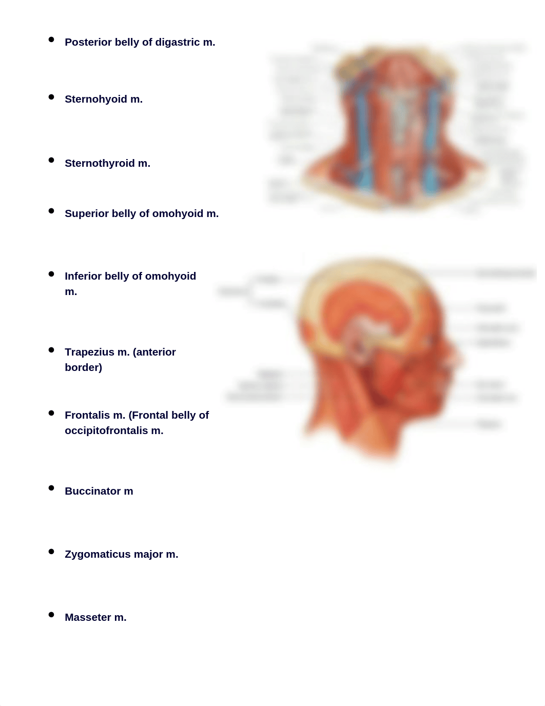 Head Neck Skull Checklist.docx_d679zfdxgj6_page2