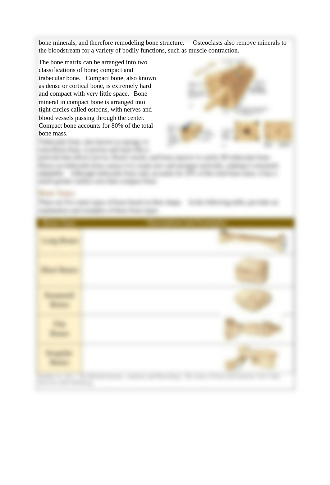 The_Skeletal_System_Station_Lab_1.pdf_d67lb7x1iy0_page2