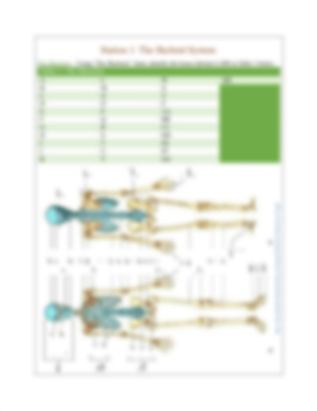 The_Skeletal_System_Station_Lab_1.pdf_d67lb7x1iy0_page3