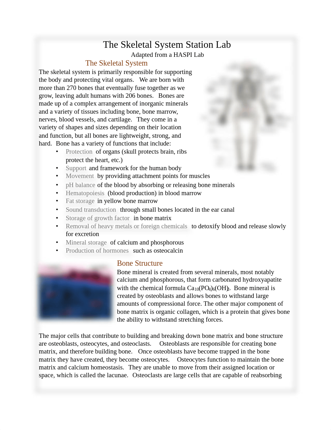 The_Skeletal_System_Station_Lab_1.pdf_d67lb7x1iy0_page1