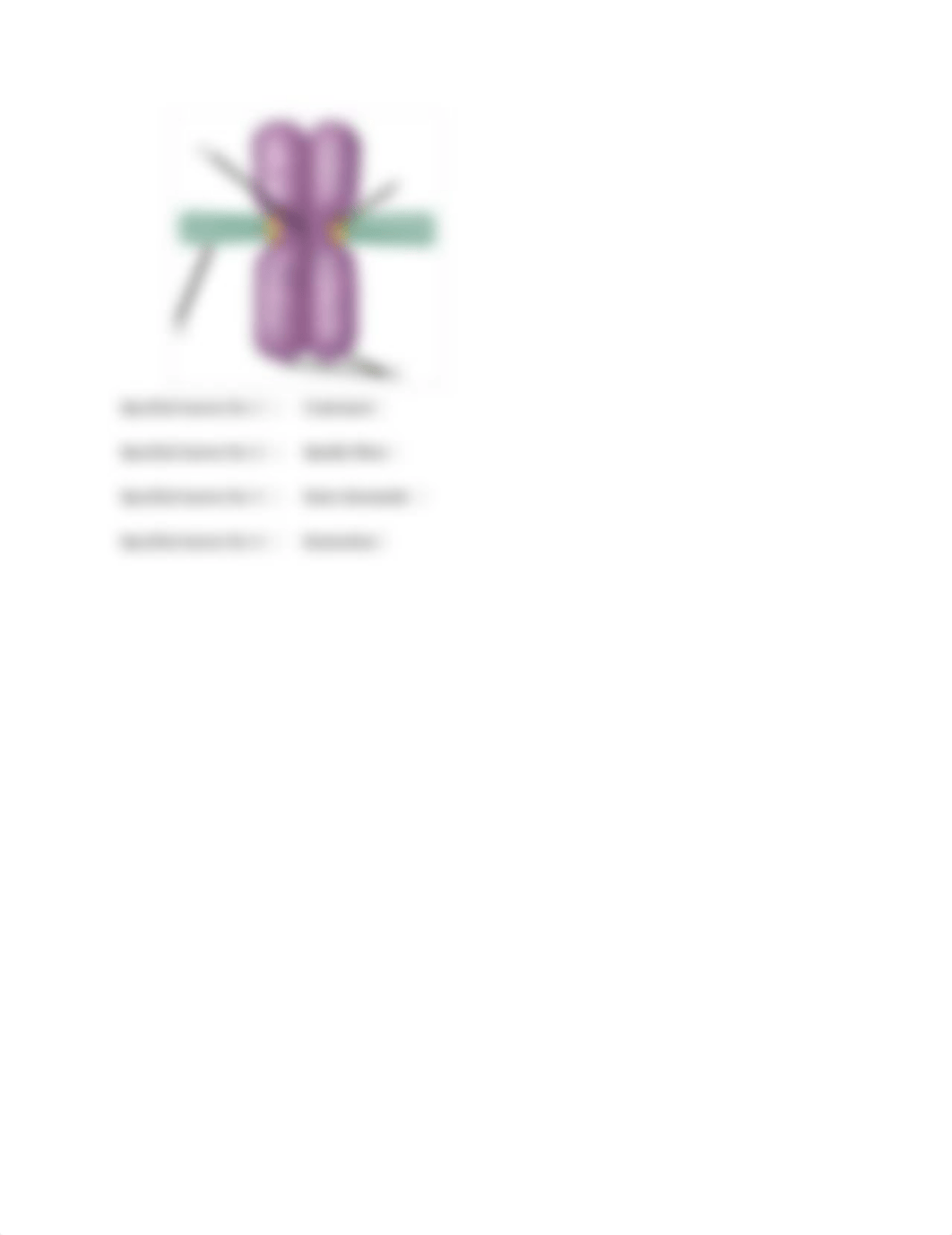 Identify the stages of mitosis.pdf_d68exr9angp_page3