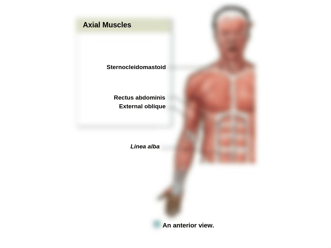 Muscles for Lab practical.ppt_d68t7lzlv38_page1