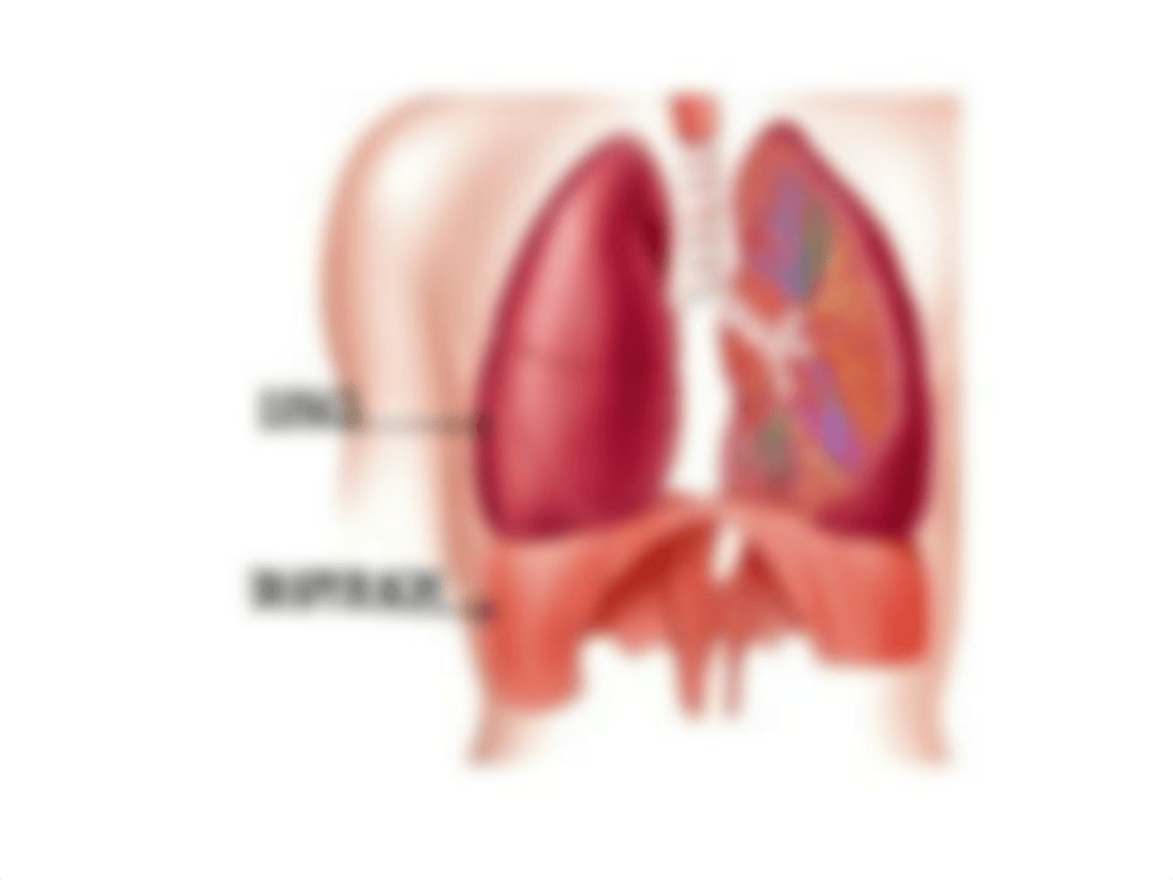 Muscles for Lab practical.ppt_d68t7lzlv38_page3