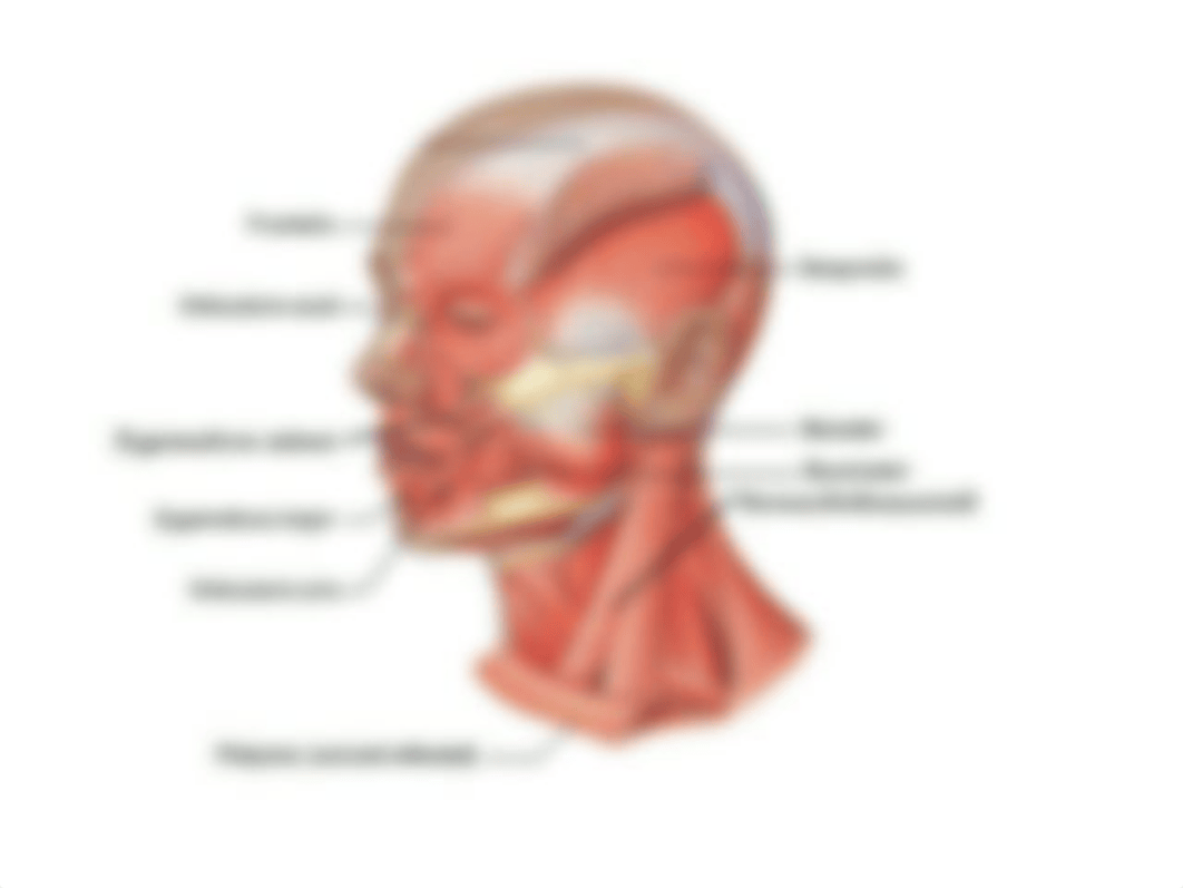 Muscles for Lab practical.ppt_d68t7lzlv38_page2