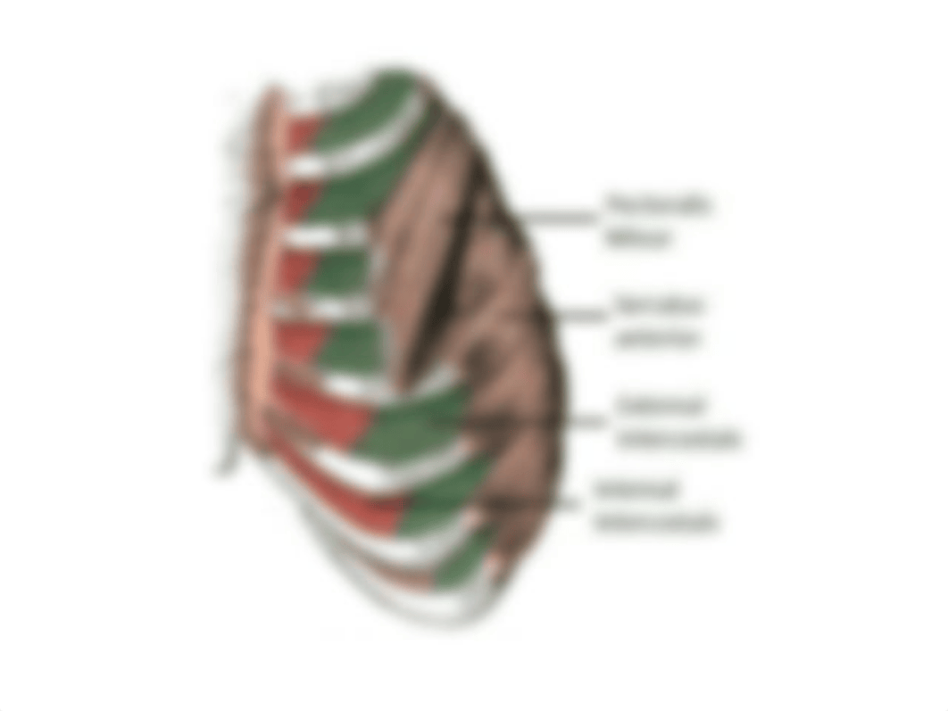 Muscles for Lab practical.ppt_d68t7lzlv38_page4