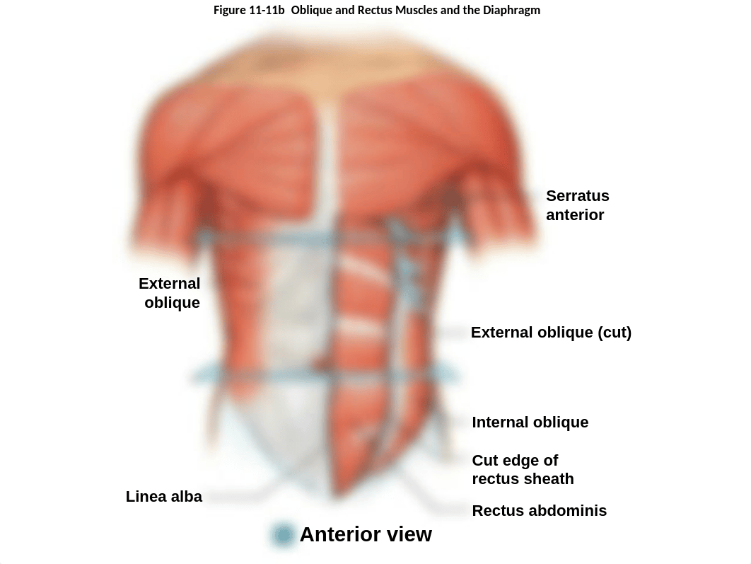 Muscles for Lab practical.ppt_d68t7lzlv38_page5