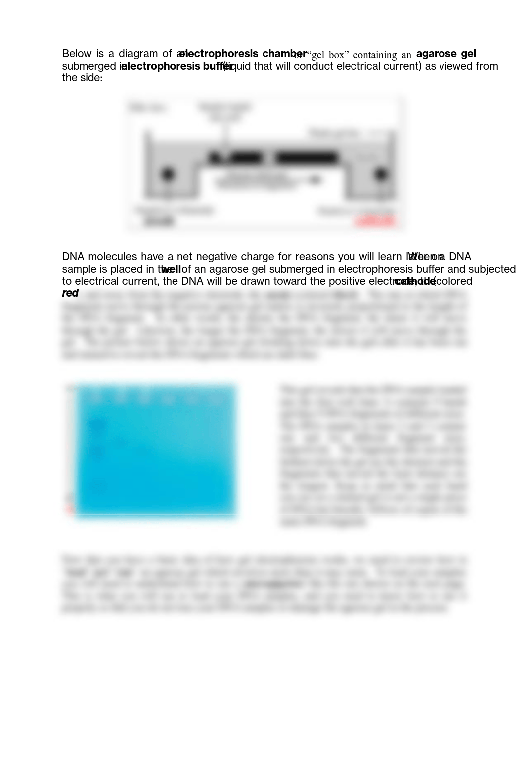 Bio3 Lab9 - DNA  Gene Expression.pdf_d69o42kkyvi_page2