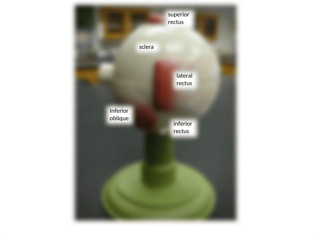 Eye photos & image for lab practical(2)(1).pptx_d6abom8amzr_page3