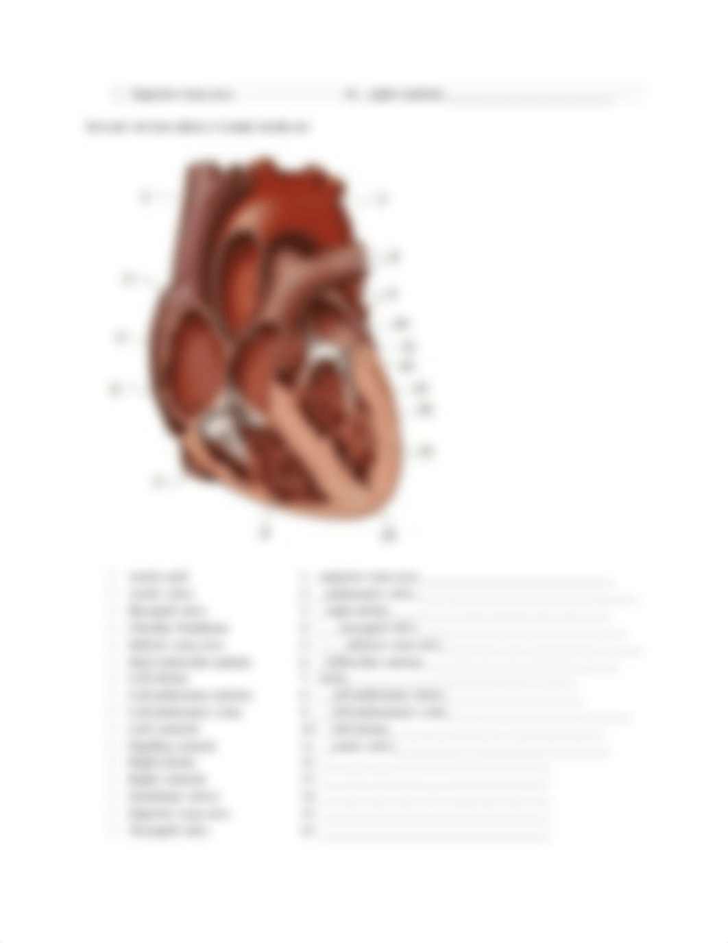 Lab 5_Cardiovascular Worksheet completed.docx_d6aicxde2gl_page3