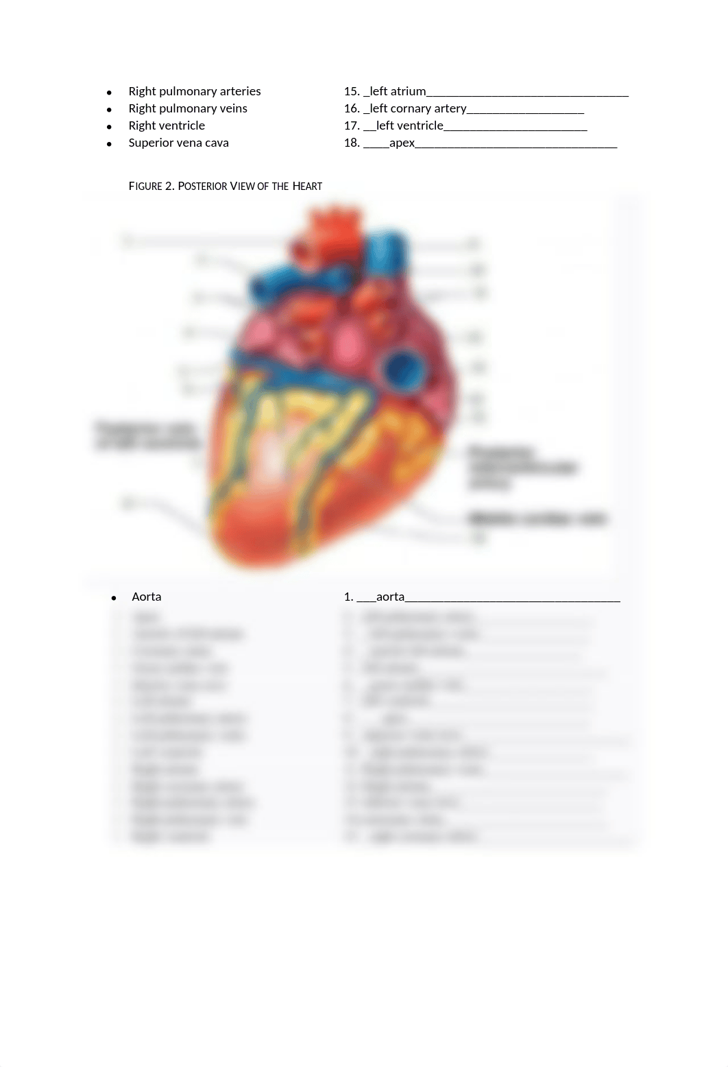 Lab 5_Cardiovascular Worksheet completed.docx_d6aicxde2gl_page2