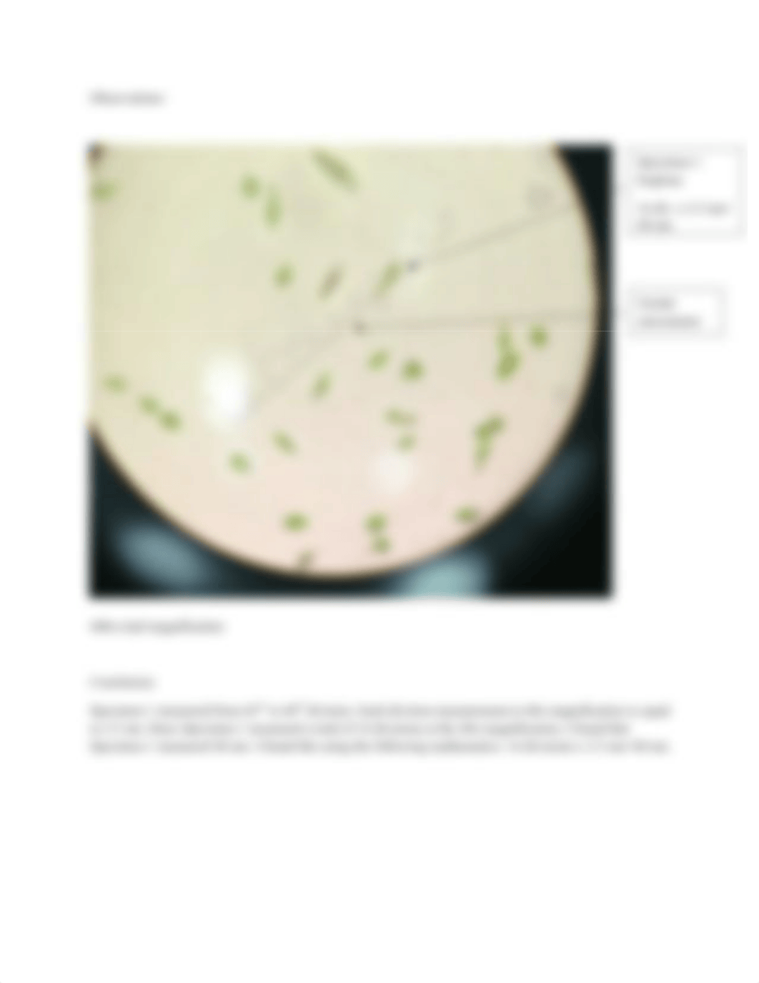 Lab Report euglena measurement_d6am64a4b8u_page2