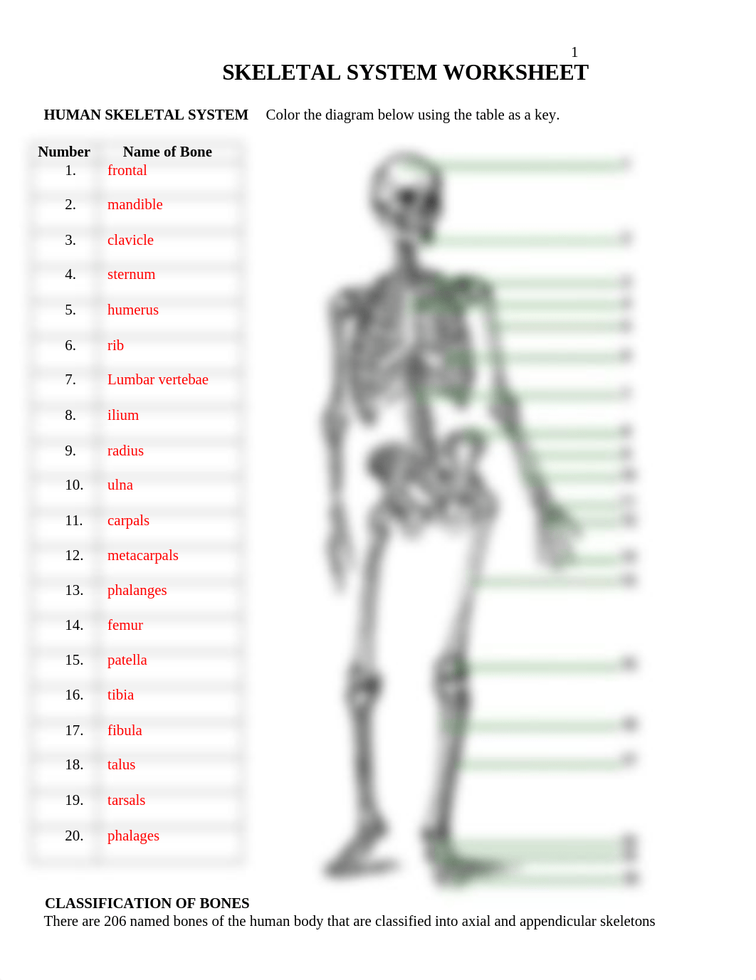 skeletal ws .docx_d6anjn9cnzq_page1