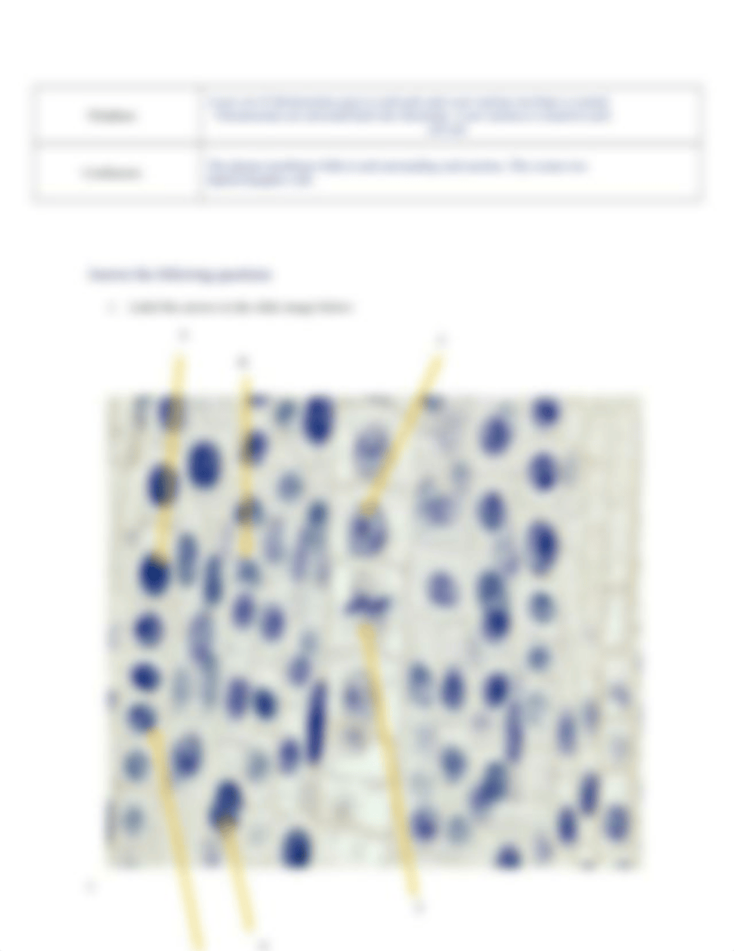 Lab Report #11 - Mitosis.docx_d6cfgc0afxi_page3