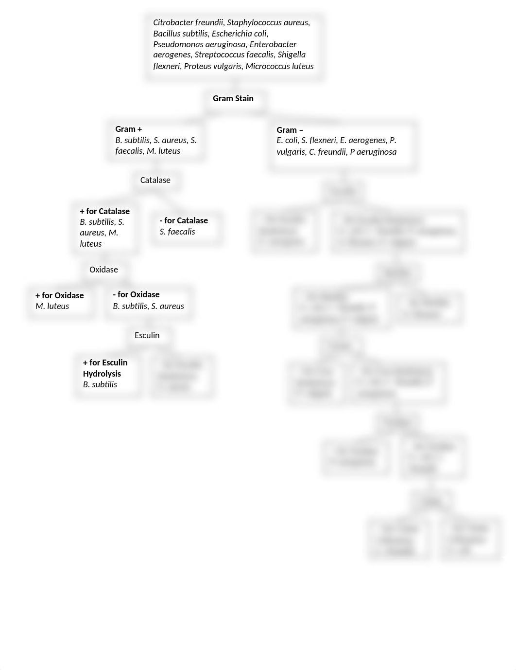 Dichotomous Key.docx_d6cfgupqu7o_page1