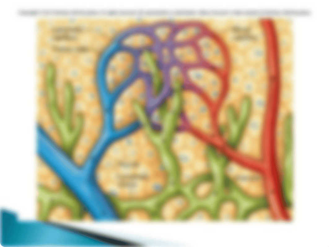 BIO 135 Ch 14 Lymphatic System_d6ciar23bdf_page4