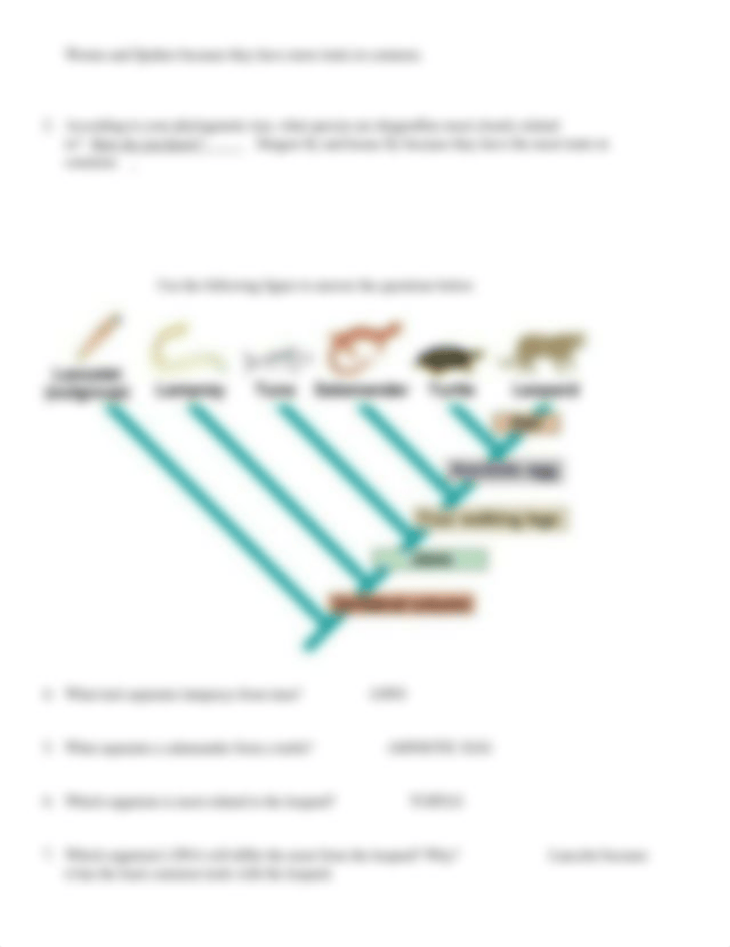 Phylogenetic Tree Worksheet-1.docx_d6d24yp42cy_page2