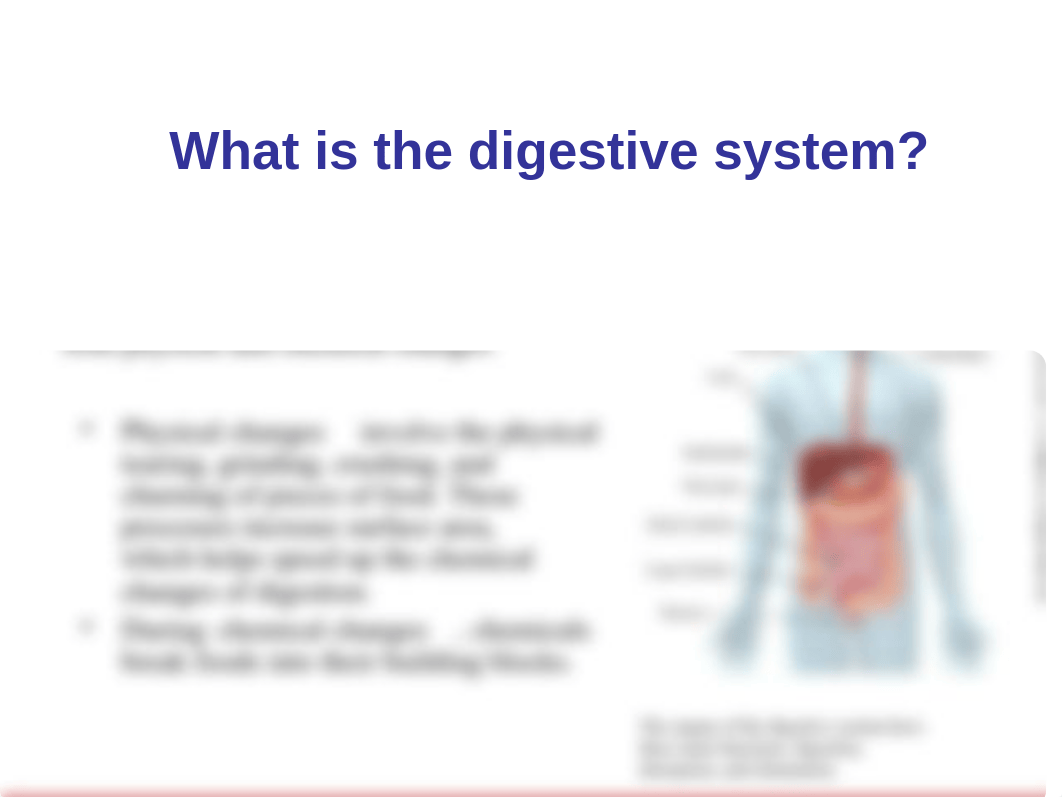 Physical & Chemical Changes in Digestion PowerPoint_d6d4r65madh_page1