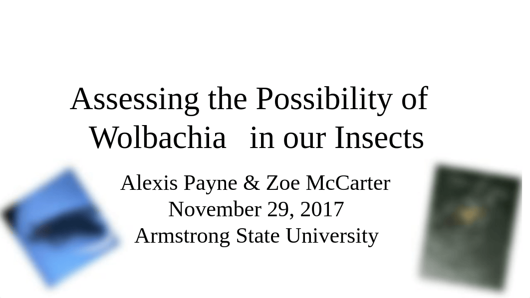 McCarter%2FPayne-Wolbachia presentation.pptx_d6d6t6y09sl_page1