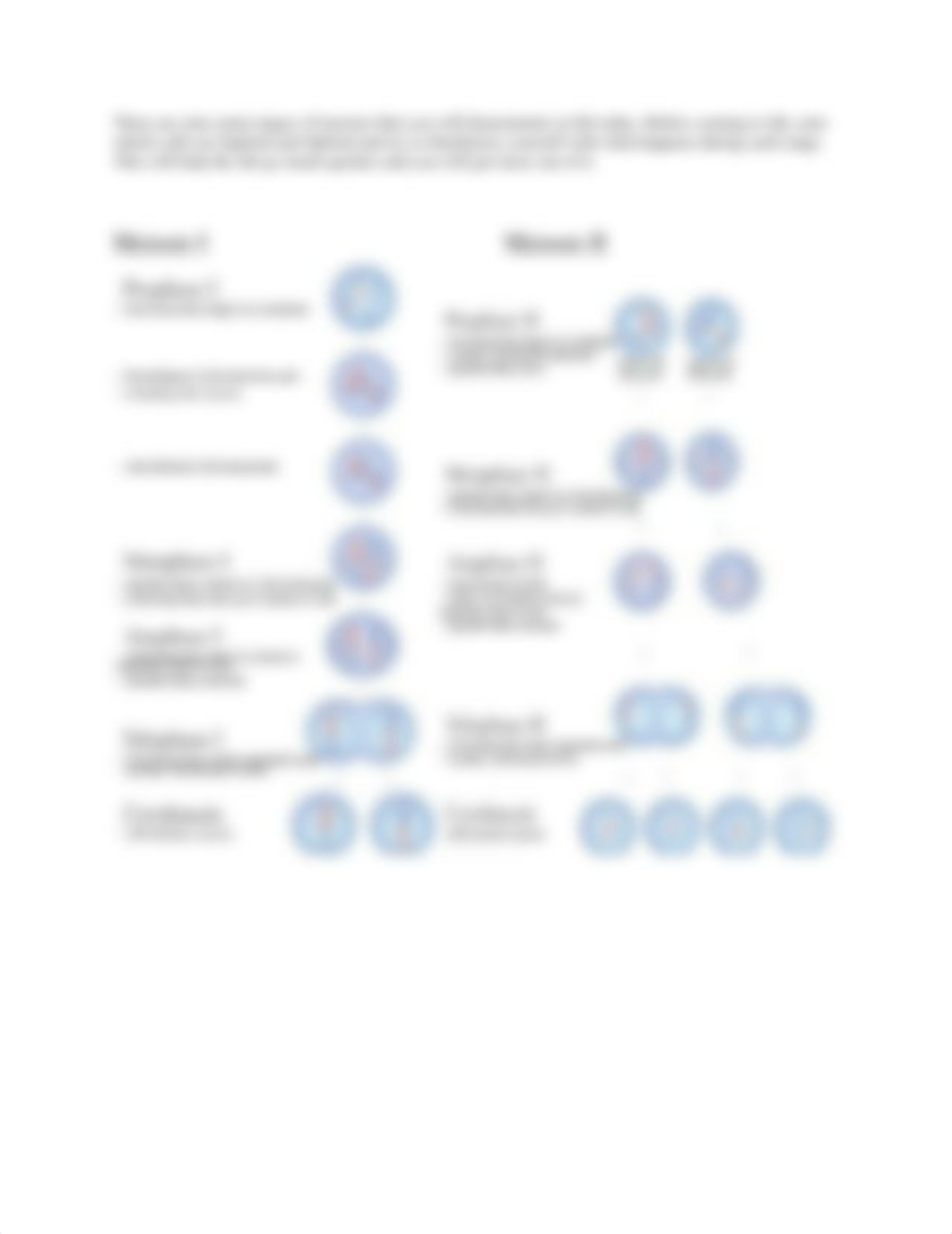 Week 6 - Meiosis Procedure.docx_d6deceilze8_page2