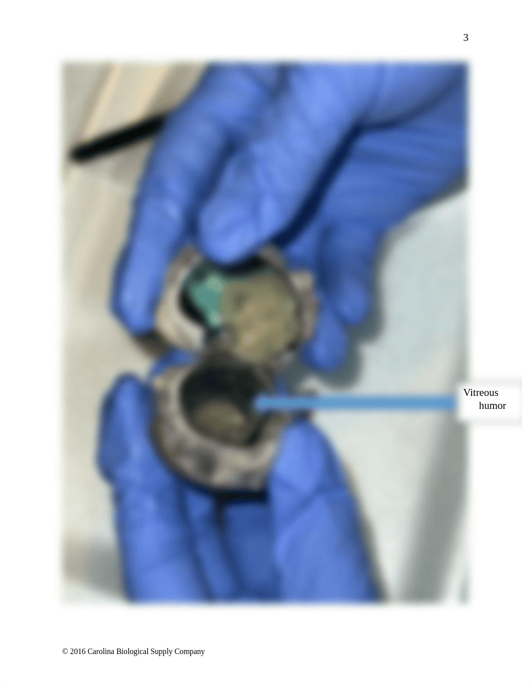 Eye Lab BIO 226.pdf_d6di8jjuc6o_page4