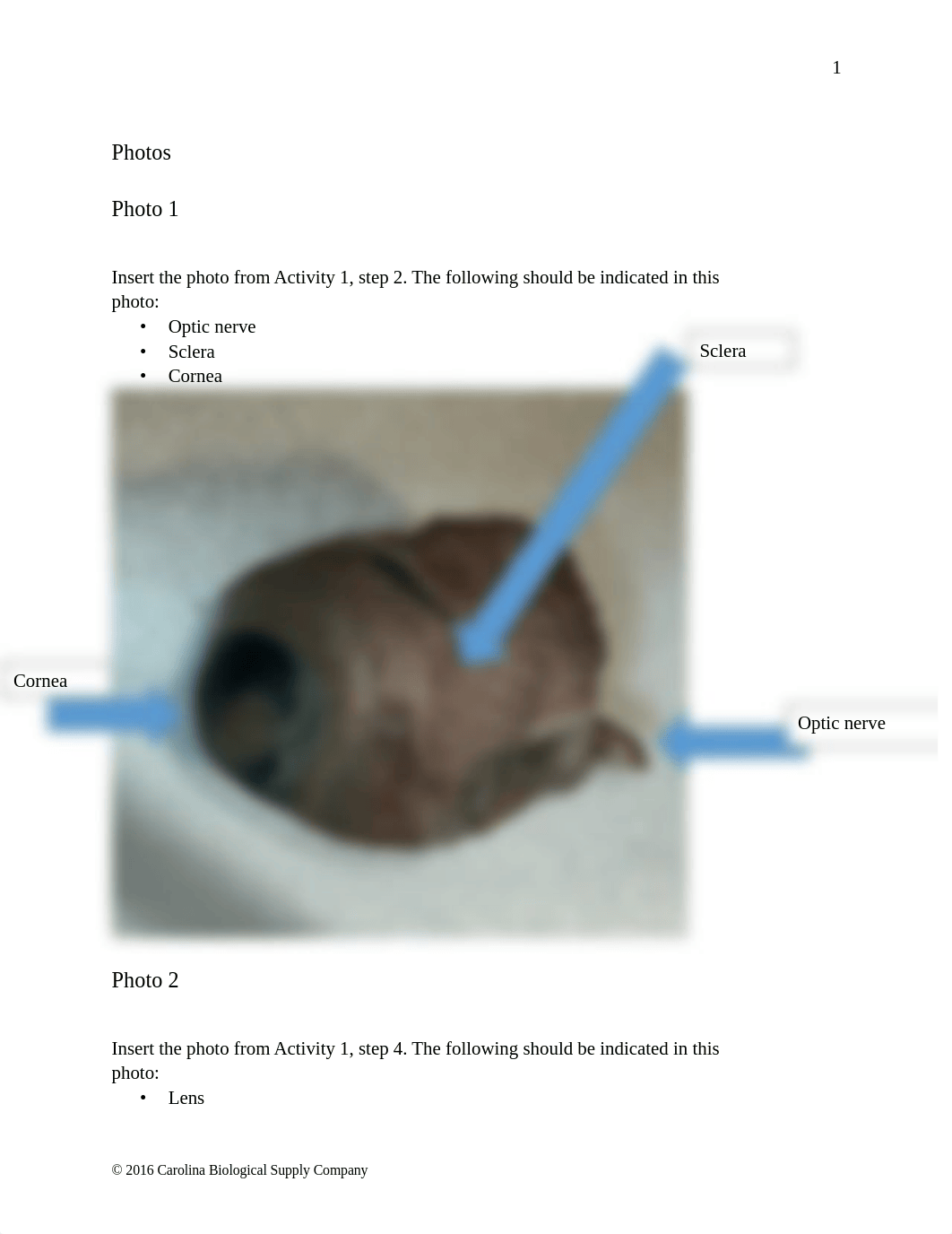 Eye Lab BIO 226.pdf_d6di8jjuc6o_page2