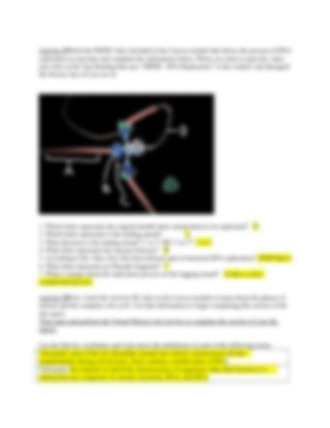 DNA Replication and Mitosis Lab Report.docx_d6ef4rchpmp_page2