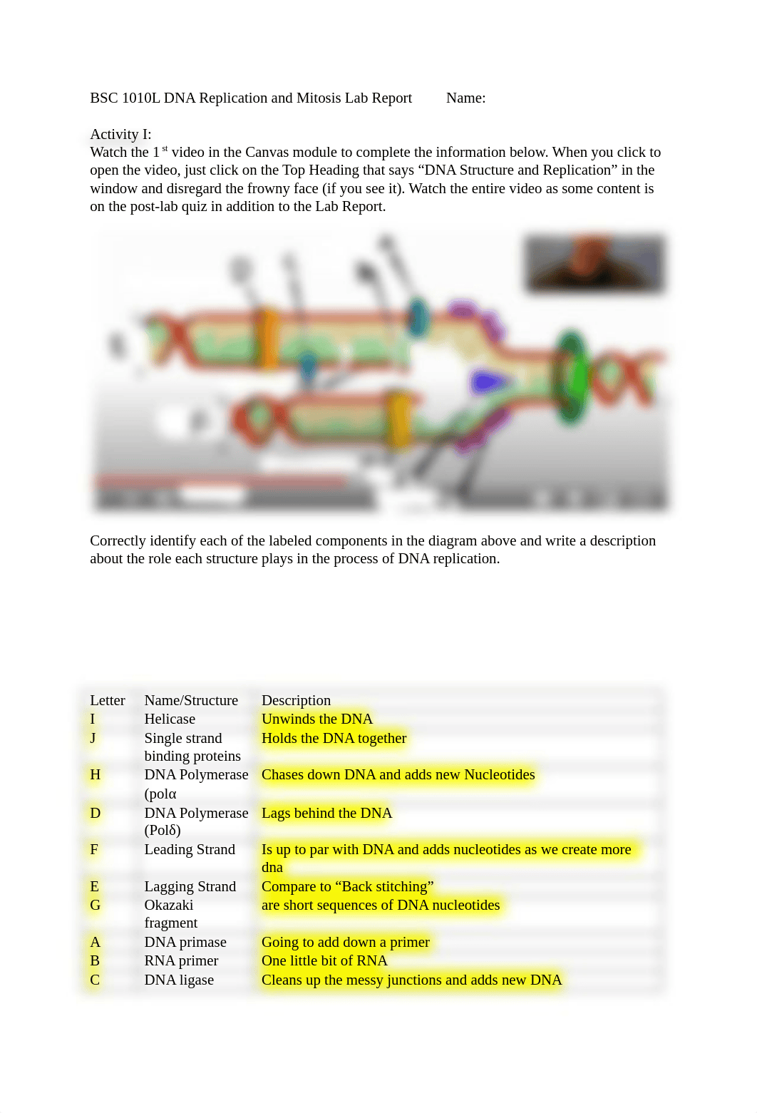 DNA Replication and Mitosis Lab Report.docx_d6ef4rchpmp_page1