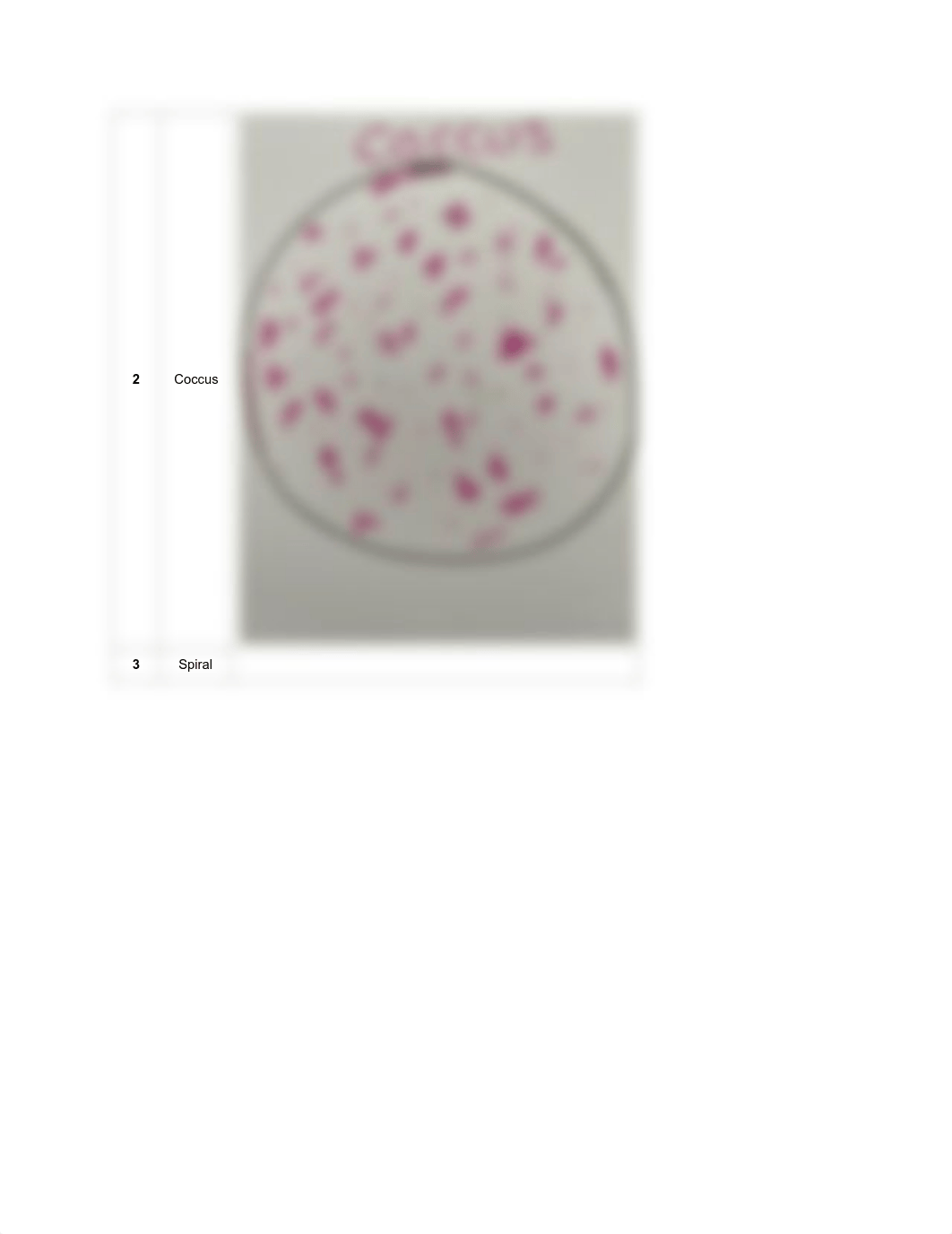 Bacterial Shapes.pdf_d6eskz87q5v_page2