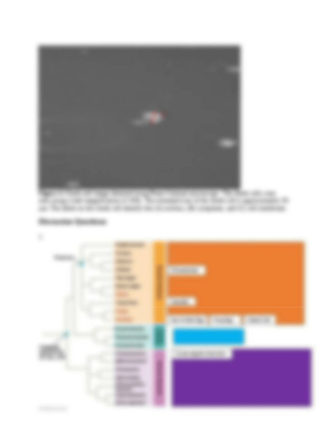 BIOL 4441 Microscopy I Lab Report.docx_d6f2iek6i0u_page4