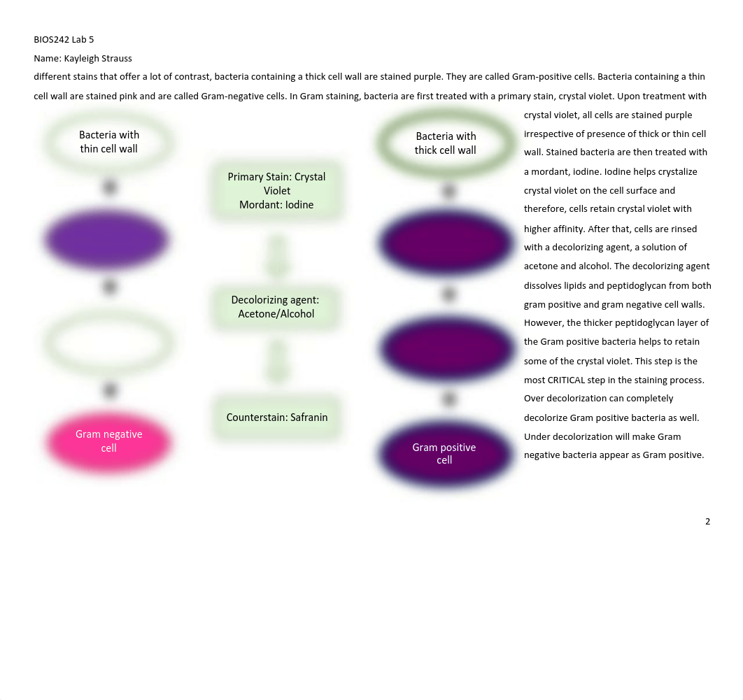 Micro Week 3 Lab 5 Differential Stain copy.pdf_d6f3cbduwag_page3