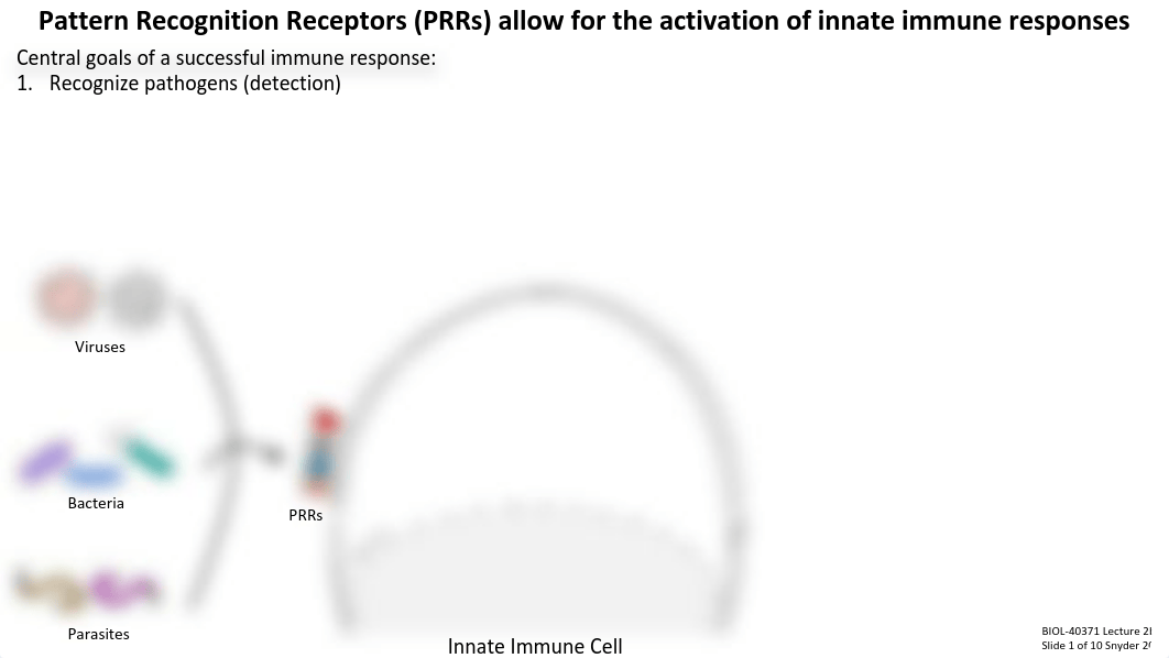 Lecture 2b_Innate Immune Receptors and Signaling.pdf_d6f5kkkpvgx_page2